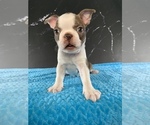 Small #16 Boston Terrier