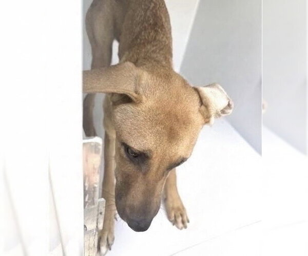 Medium Photo #1 Black Mouth Cur-Unknown Mix Puppy For Sale in Houston, TX, USA