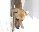 Small Black Mouth Cur Mix