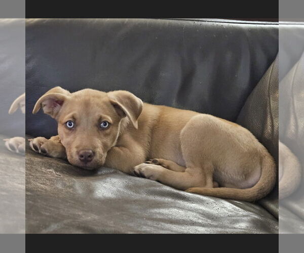 Medium Photo #2 Siberian Husky-Unknown Mix Puppy For Sale in Fargo, ND, USA