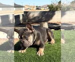 Small #4 French Bulldog