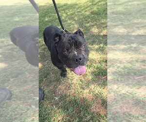 Mr. T - Male Bulldog-Unknown Mix Dog for Adoption - Photo #2