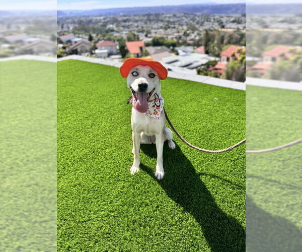 Medium Photo #3 American Pit Bull Terrier-Siberian Husky Mix Puppy For Sale in San Diego, CA, USA