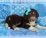 Small Photo #4 Aussiedoodle Puppy For Sale in PORT DEPOSIT, MD, USA