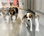 Small Photo #6 Beagle Puppy For Sale in Arlington, VA, USA
