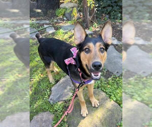 Medium Photo #2 German Shepherd Dog Puppy For Sale in San Francisco, CA, USA