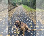 Small German Shepherd Dog-Redbone Coonhound Mix