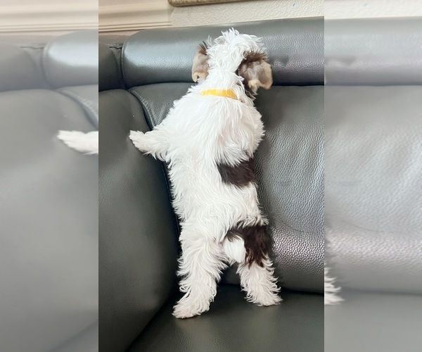 Medium Photo #8 Yorkshire Terrier Puppy For Sale in ROCKLIN, CA, USA