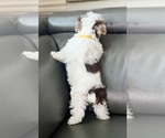 Small #7 Yorkshire Terrier