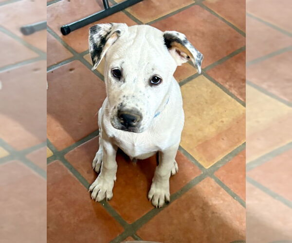 Medium Photo #5 Huskies -Unknown Mix Puppy For Sale in Mesa, AZ, USA