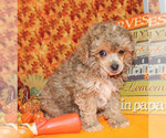 Small #38 Poodle (Toy)