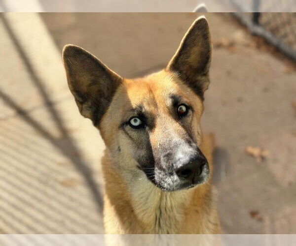 Medium Photo #1 German Shepherd Dog Puppy For Sale in Tulsa, OK, USA
