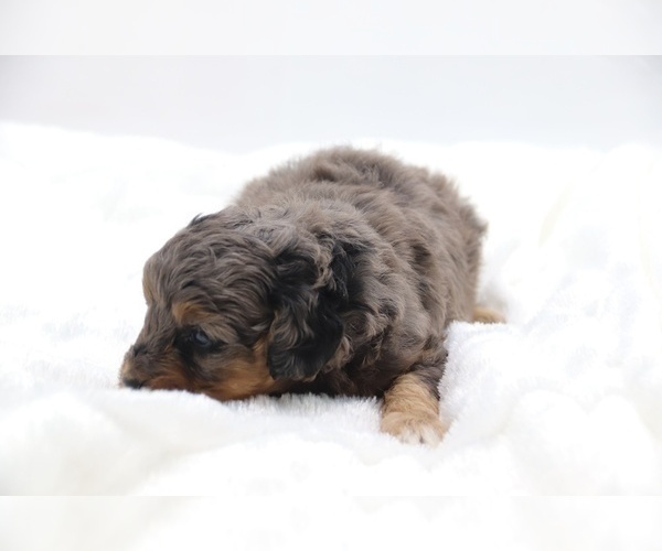 Medium Photo #36 Cockapoo Puppy For Sale in RIPLEY, TN, USA