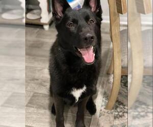 German Shepherd Dog Dogs for adoption in San Antonio, TX, USA