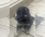 Small Photo #4 German Shepherd Dog Puppy For Sale in MOUNT VERNON, TX, USA