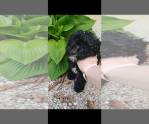 Pembroke Welsh Corgi-Poodle (Miniature) Mix Puppy for sale in LEBANON, MO, USA