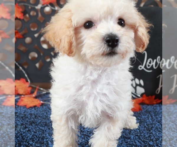 Medium Photo #5 Bichpoo Puppy For Sale in MOUNT VERNON, OH, USA