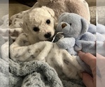 Small Photo #3 Bichon Frise Puppy For Sale in SUGAR LAND, TX, USA