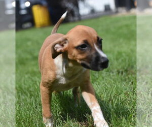 Mutt Dogs for adoption in Mechanicsburg, PA, USA