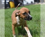 Small Mutt