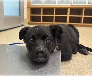 Mutt Dogs for adoption in Grand Prairie, TX, USA