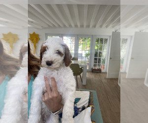 Goldendoodle Puppy for sale in EL PORTAL, FL, USA