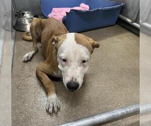 Mutt Dogs for adoption in HESPERIA, CA, USA