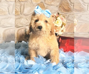 Goldendoodle Puppy for sale in KISSIMMEE, FL, USA