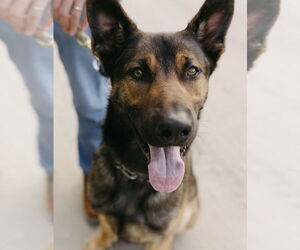 German Shepherd Dog-Unknown Mix Dogs for adoption in Imlay City, MI, USA