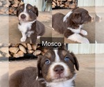 Puppy Mosco Australian Shepherd