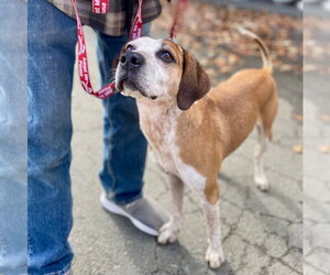 Walter - Male Mutt Dog for Adoption - Photo #15