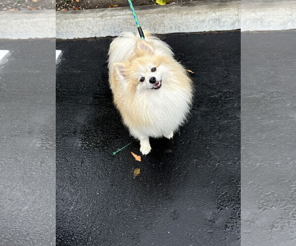 Medium Photo #1 Pomeranian Puppy For Sale in Lake Elsinore, CA, USA