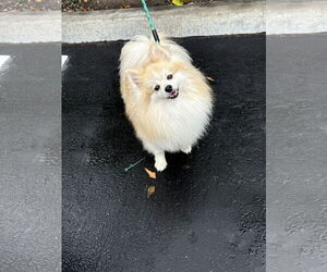 Pomeranian Dogs for adoption in Lake Elsinore, CA, USA