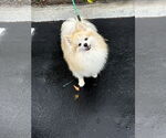 Small Pomeranian
