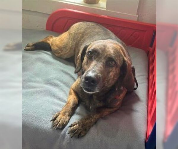 Medium Photo #2 Mutt Puppy For Sale in Sistersville, WV, USA