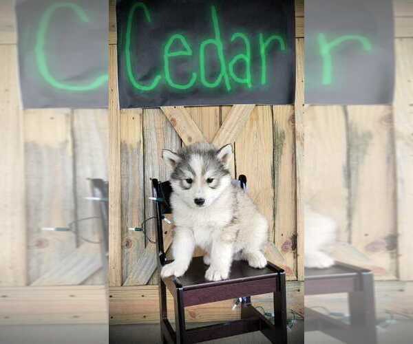 Full screen Photo #1 Siberian Husky Puppy For Sale in MIAMI, OK, USA