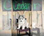 Small Photo #1 Siberian Husky Puppy For Sale in MIAMI, OK, USA