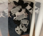 Small Photo #3 German Shorthaired Pointer Puppy For Sale in MOOSUP, CT, USA