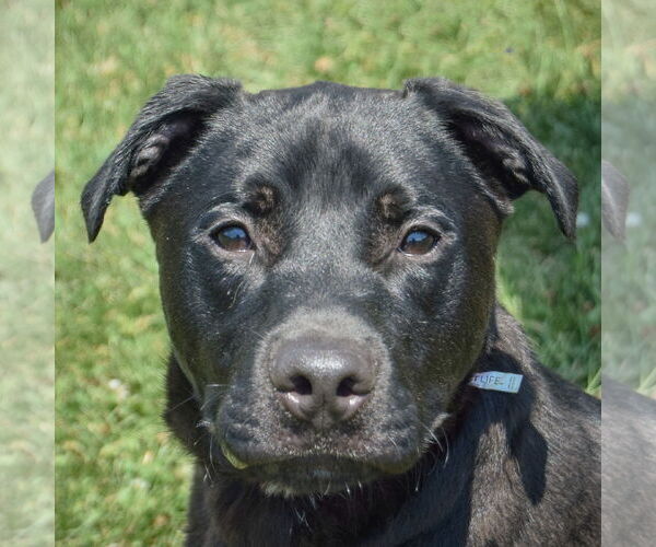 Medium Photo #2 American Bulldog-Unknown Mix Puppy For Sale in Huntley, IL, USA