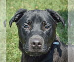 Small #1 American Bulldog Mix