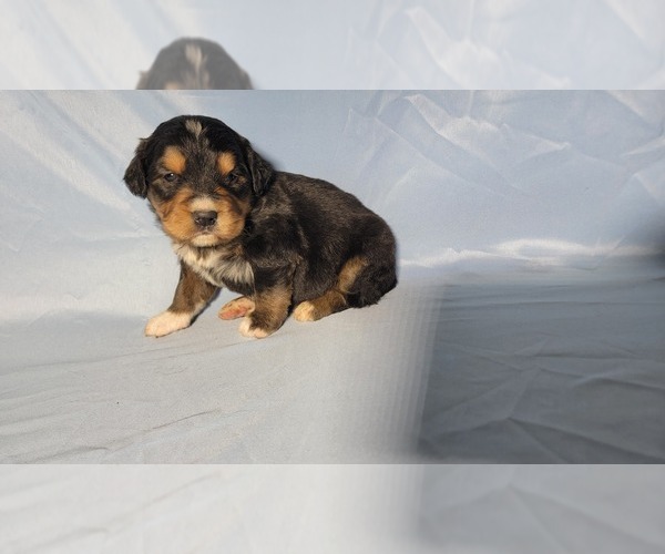 Medium Photo #95 Golden Mountain Dog Puppy For Sale in BLACK FOREST, CO, USA