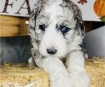 Small Photo #99 Sheepadoodle Puppy For Sale in HUNTINGTON BEACH, CA, USA