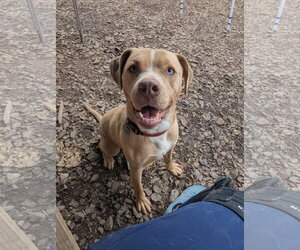 Mutt Dogs for adoption in McCormick, SC, USA