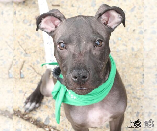 Medium Photo #6 Mutt Puppy For Sale in Washington, DC, USA