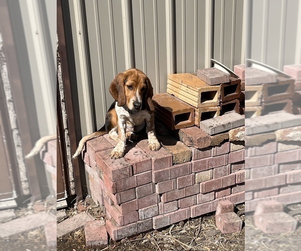 Medium Photo #3 Beagle Puppy For Sale in FORT DODGE, IA, USA