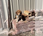 Small #2 Beagle
