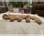 Puppy Puppy 4 Labrador Retriever