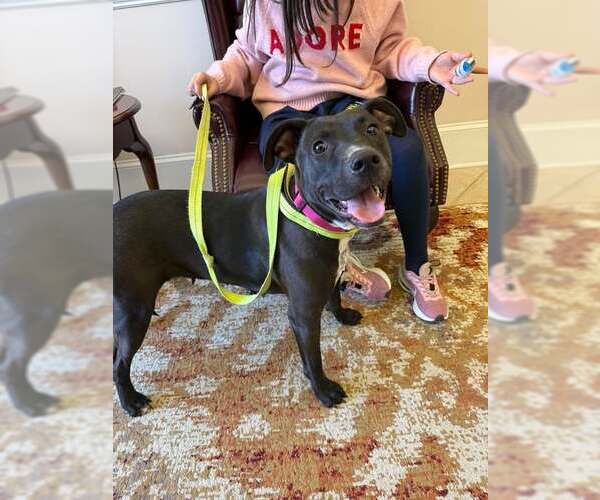 Medium Photo #3 American Pit Bull Terrier-Labrador Retriever Mix Puppy For Sale in Holly Springs, NC, USA