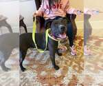 Small #2 American Pit Bull Terrier-Labrador Retriever Mix