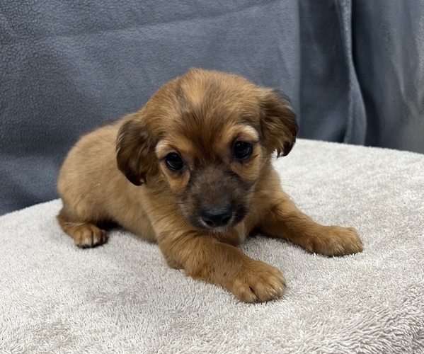 Medium Photo #12 Chiweenie Puppy For Sale in SAINT AUGUSTINE, FL, USA